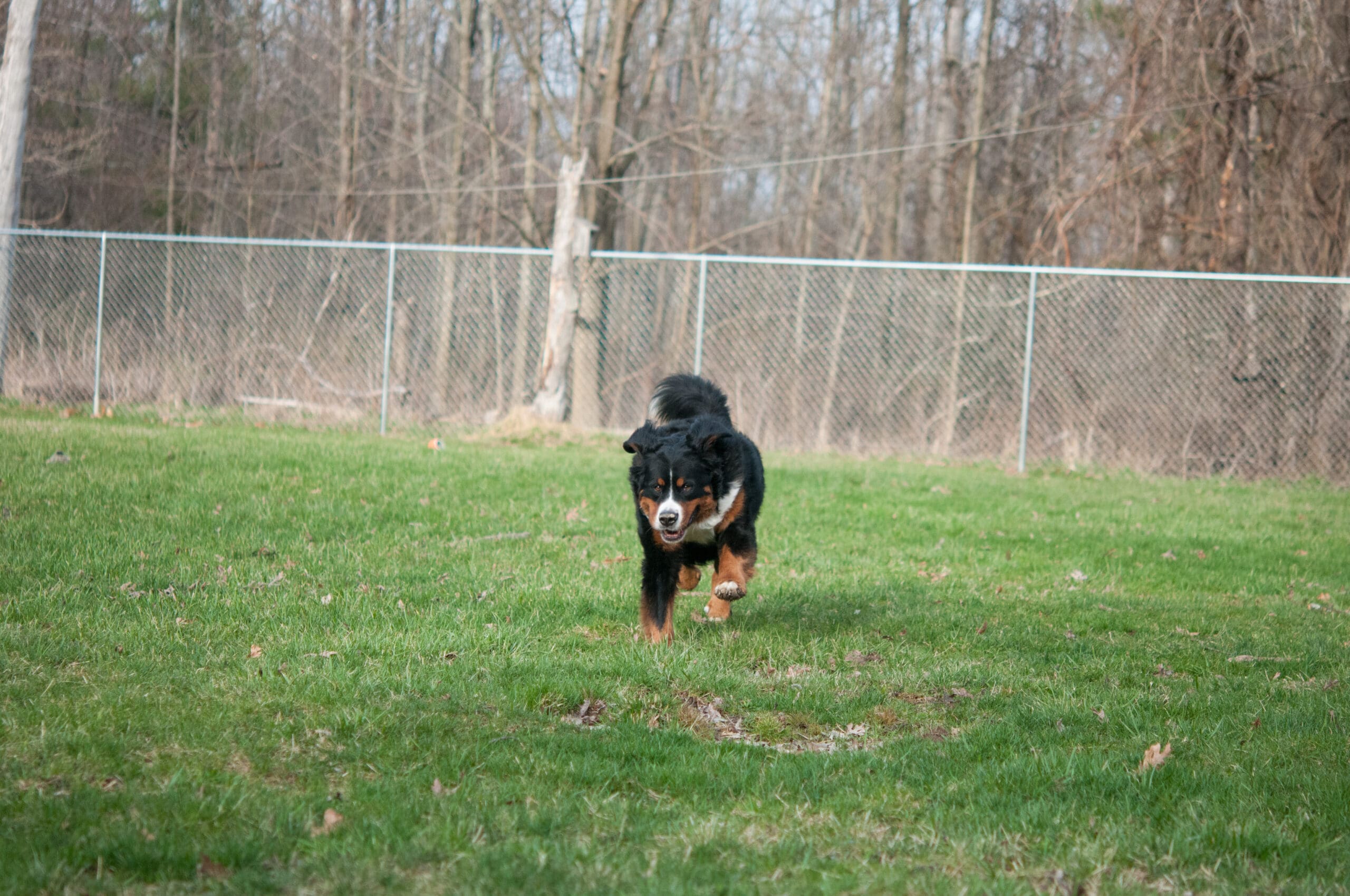 Dog Run Fence Shiloh IL